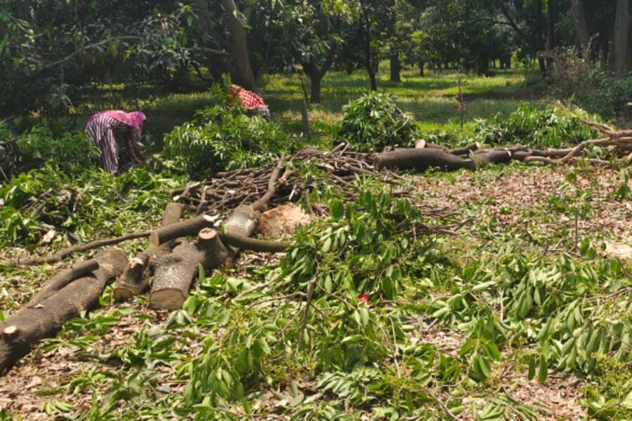 SDM raid on the case of cutting of green trees, case registered against the accused!