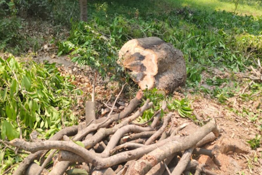 SDM raid on the case of cutting of green trees, case registered against the accused!
